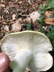 Russula subgraminicolor