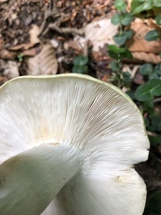 Russula subgraminicolor