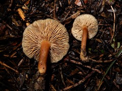 Pseudotricholoma
