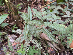 Adiantum humile