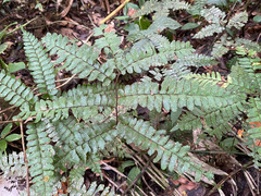 Adiantum humile