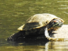 Trachemys scripta elegans