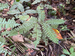 Adiantum humile