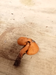 Macrocystidia reducta