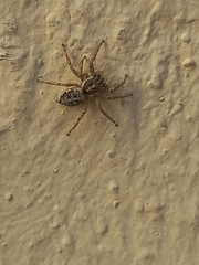Menemerus semilimbatus
