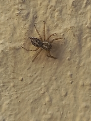 Menemerus semilimbatus