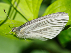 Pieris marginalis