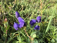 Aconitum delphiniifolium