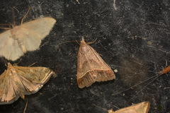 Acantholipes regularis