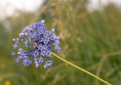 Allium caeruleum