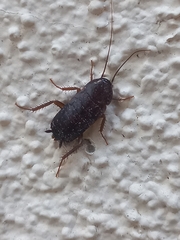 Blatta orientalis