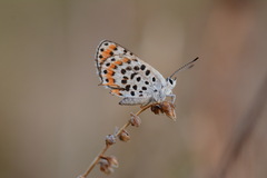 Athamanthia athamantis