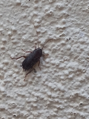 Blatta orientalis