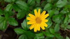 Sphagneticola trilobata