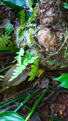 Pleopeltis polypodioides burchellii