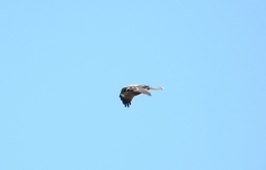 Milvus migrans lineatus