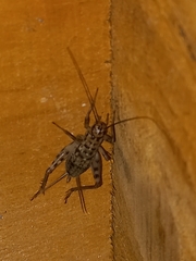 Gryllomorpha dalmatina