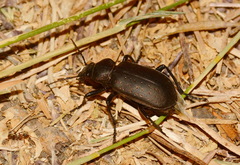 Calosoma maderae