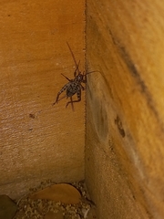 Gryllomorpha dalmatina
