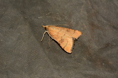 Udea languidalis