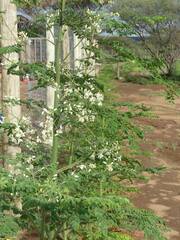 Moringa stenopetala