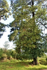 Pinus teocote