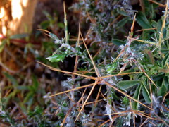 Amphiglossa triflora