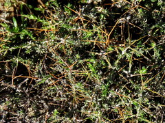 Amphiglossa triflora