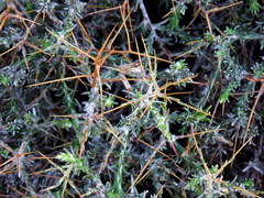 Amphiglossa triflora