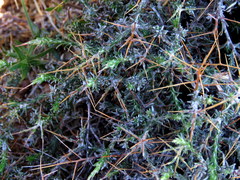 Amphiglossa triflora