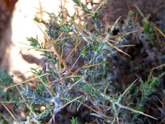 Amphiglossa triflora