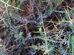 Amphiglossa triflora