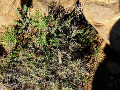 Amphiglossa triflora