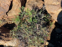 Amphiglossa triflora