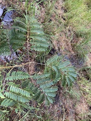 Enterolobium contortisiliquum