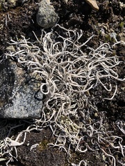 Thamnolia vermicularis