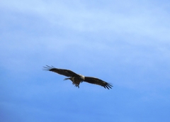 Milvus migrans lineatus