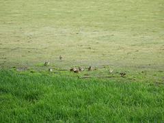 Carduelis carduelis britannica
