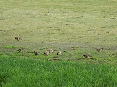 Carduelis carduelis britannica