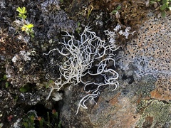 Thamnolia vermicularis