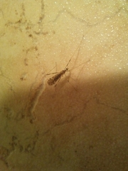 Nematocera