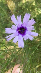 Catananche caerulea