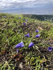 Campanula lasiocarpa