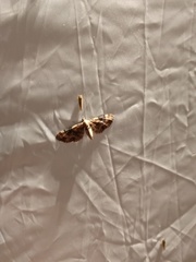 Eupithecia linariata