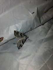 Aplocera praeformata