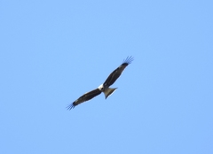 Milvus migrans lineatus