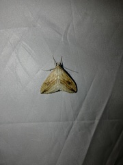 Evergestis forficalis