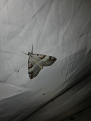 Aplocera praeformata