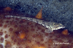 Odontopyxis trispinosa