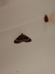 Xanthorhoe biriviata